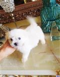 Maltese